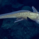 A chimaera, or ghost shark